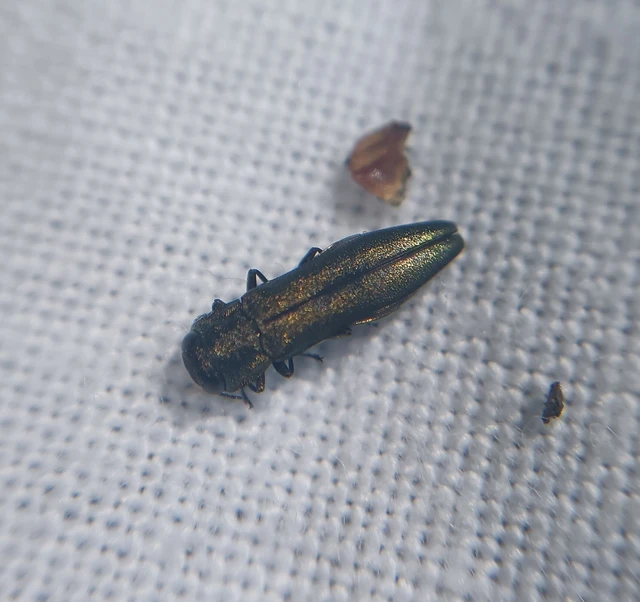 Agrilus