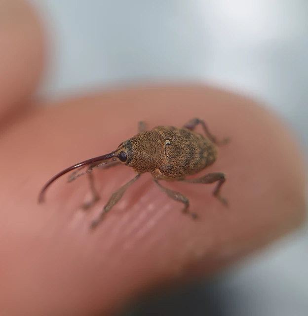 Curculio glandium - tölgymakkzsuzsóka