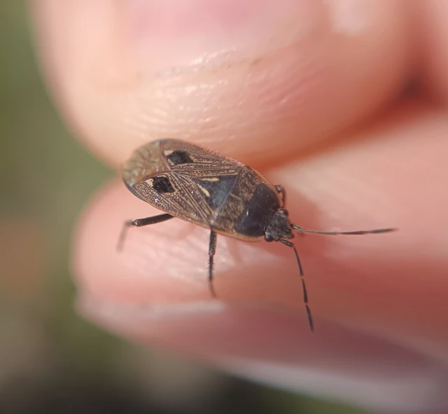 Graptopeltus lynceus - homoki díszesbodobács