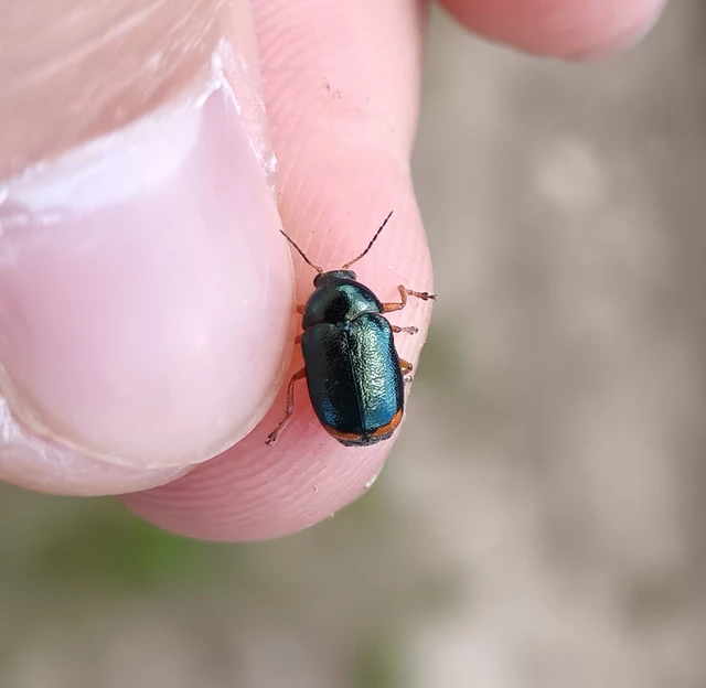 Cryptocephalus schaefferi - lapátlábú zömökbogár Cryptocephalus schaefferi - lapátlábú zömökbogár