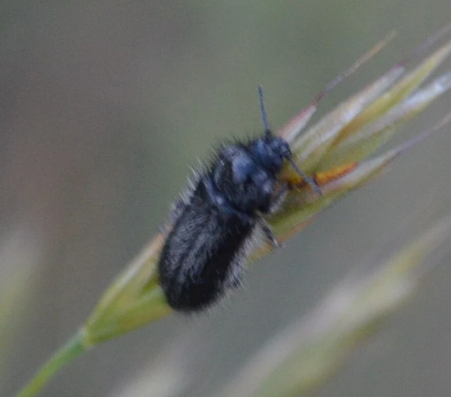 Enicopus pilosus - bundás karimásbogár