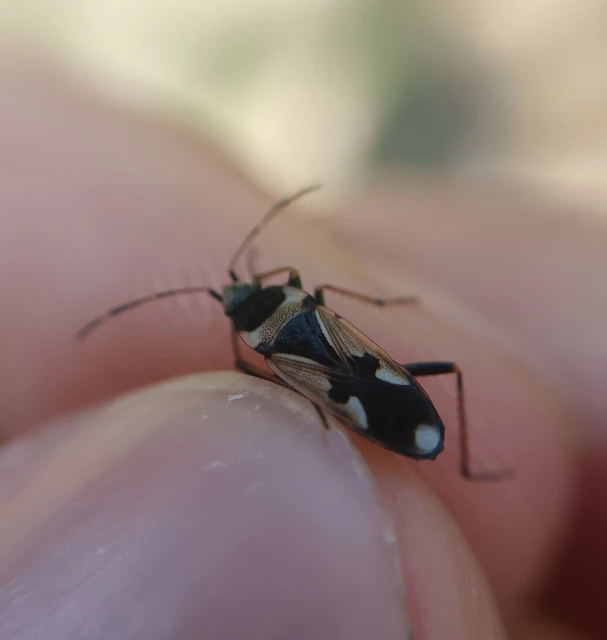 Raglius confusus