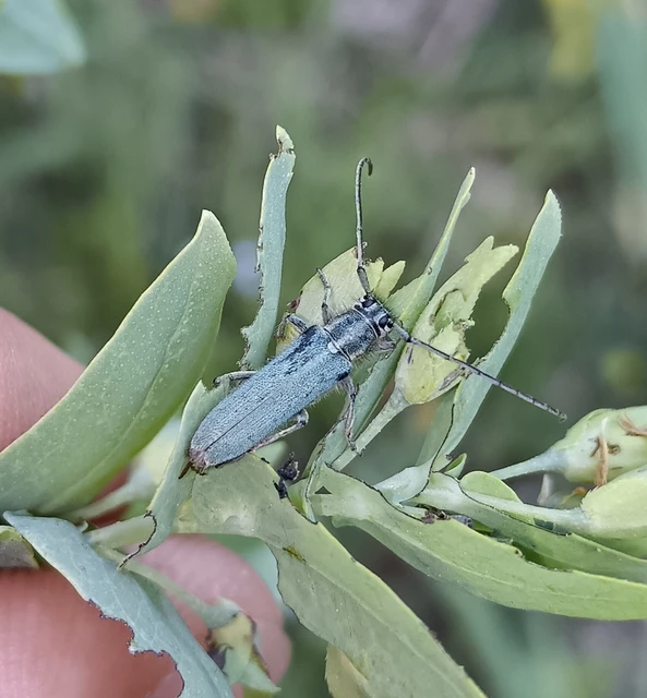 Phytoecia coerulescens - kígyósziszcincér