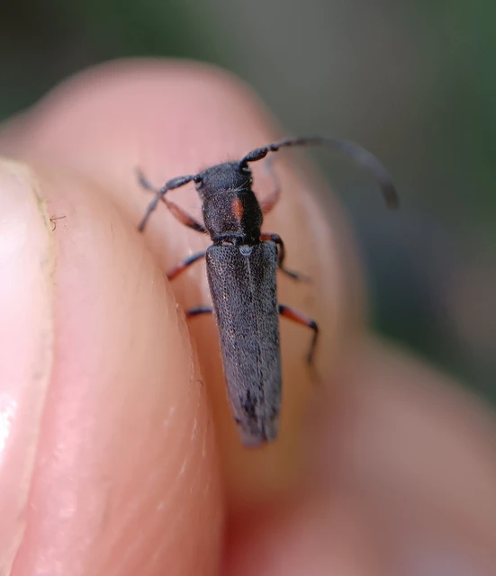 Phytoecia pustulata - parányi fűcincér