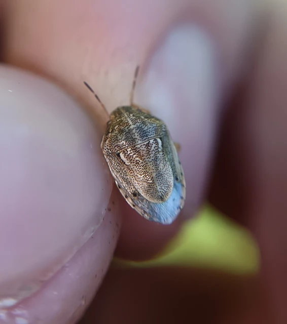 Neottiglossa leporina - sárgahasú címerespoloska Neottiglossa leporina - sárgahasú címerespoloska