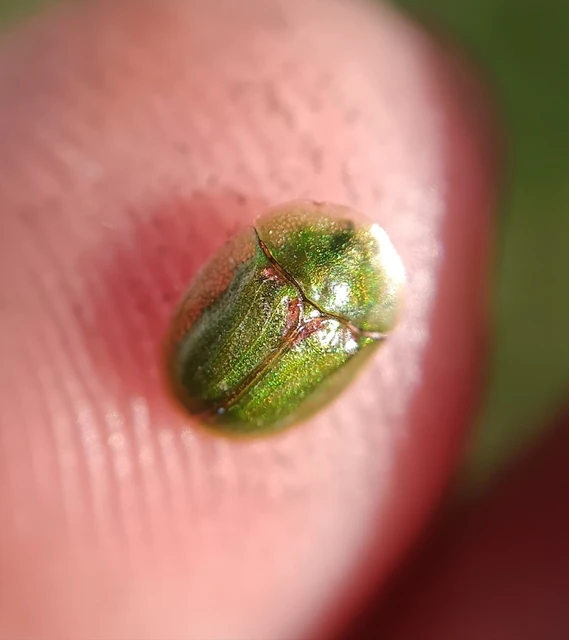 Cassida