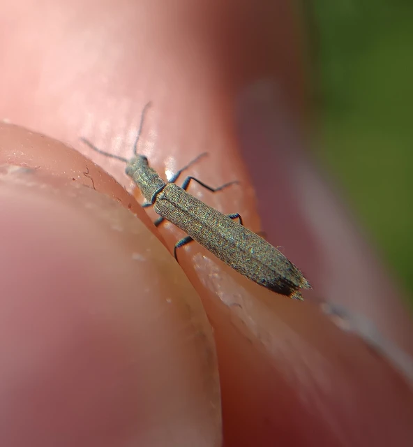 Dolichosoma lineare - ösztövér karimásbogár