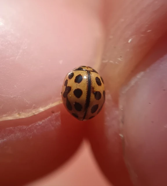 Tytthaspis sedecimpunctata - tizenhatpettyes katica