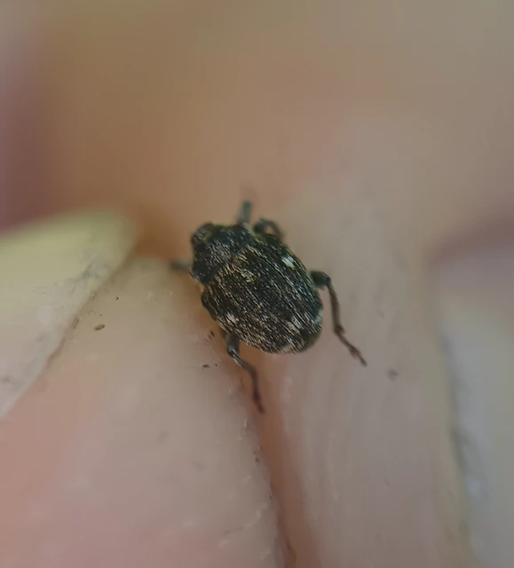 Nedyus quadrimaculatus - közönséges csalánormányos