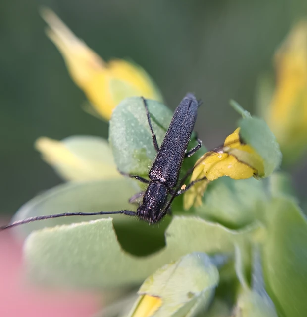 Phytoecia uncinata - szeplőlapucincér