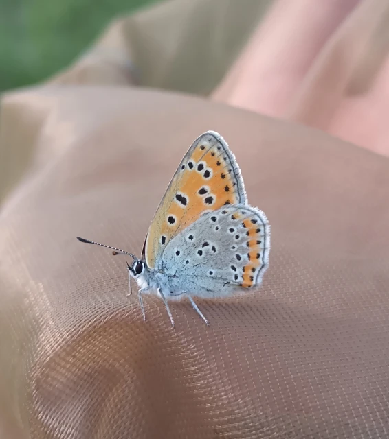 Lycaena thersamon - kis tűzlepke