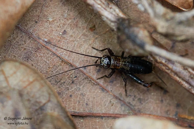 Nemobius sylvestris - erdei tücsök