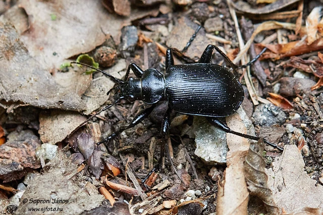 Calosoma inquisitor - kis bábrabló