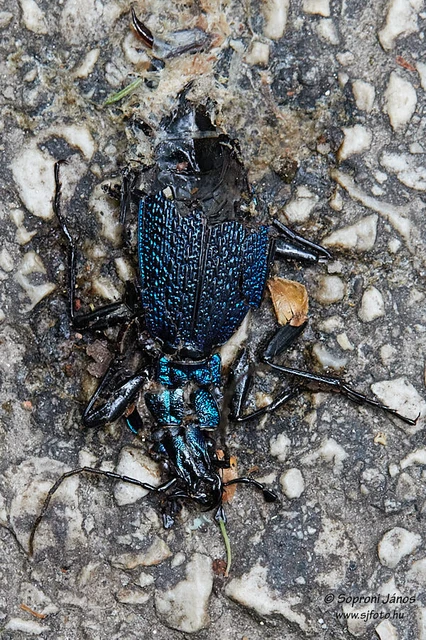 Carabus intricatus - kék laposfutrinka Carabus intricatus - kék laposfutrinka