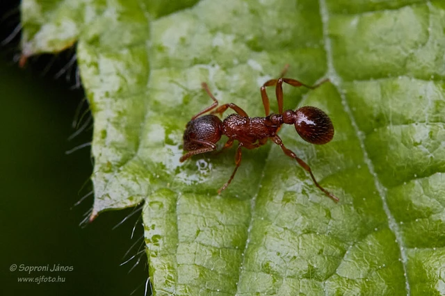 Myrmica