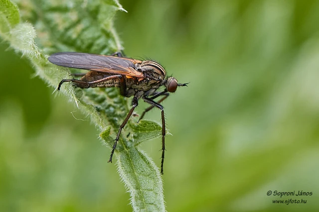 Diptera - Kétszárnyúak