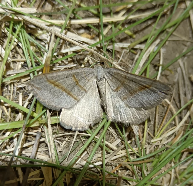 Scotopteryx mucronata/luridata/ignorata