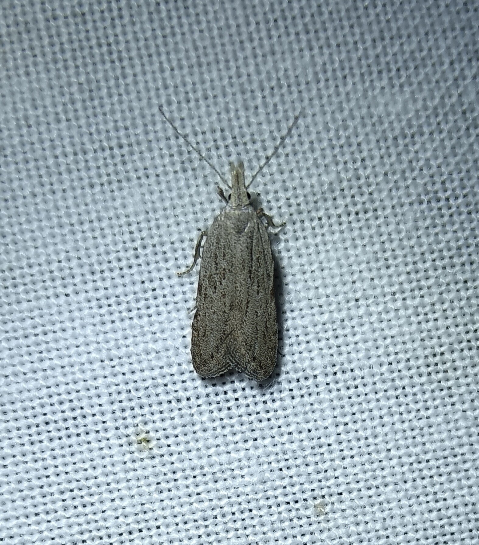 Anarsia spartiella - zanót-sarlósmoly