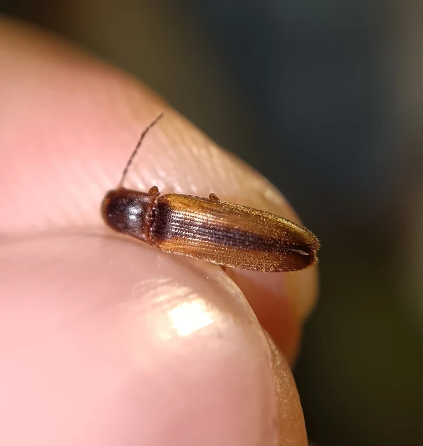 Dalopius marginatus - szegélyes pattanó