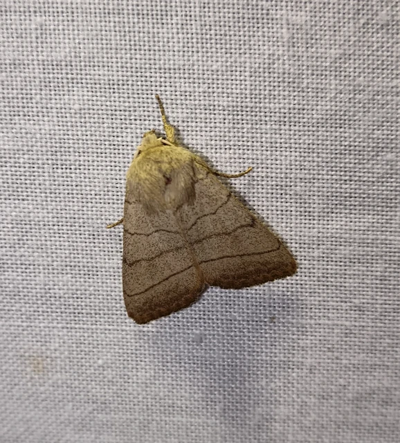 Charanyca trigrammica - háromsávos lombbagoly
