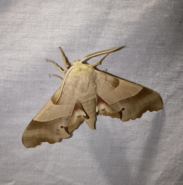Marumba quercus - tölgyfaszender