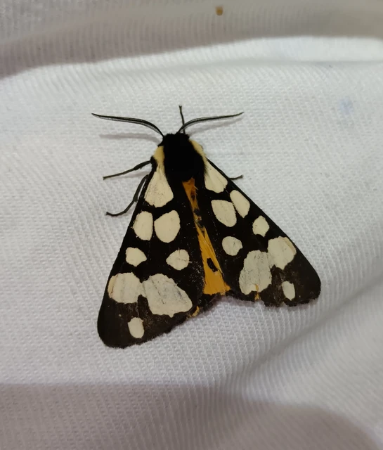 Arctia villica - fekete medvelepke