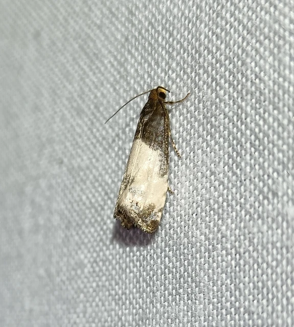 Notocelia cynosbatella - rózsahajtás-tükrösmoly