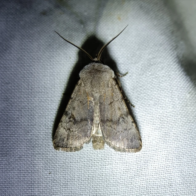 Agrotis cinerea - szürkés földibagoly