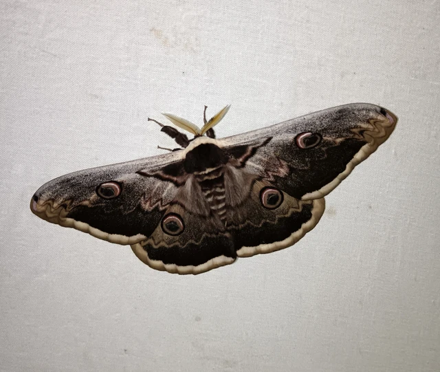 Saturnia pyri - nagy pávaszem