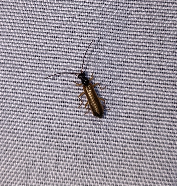 Rhagonycha lignosa - cserjés-lágybogár