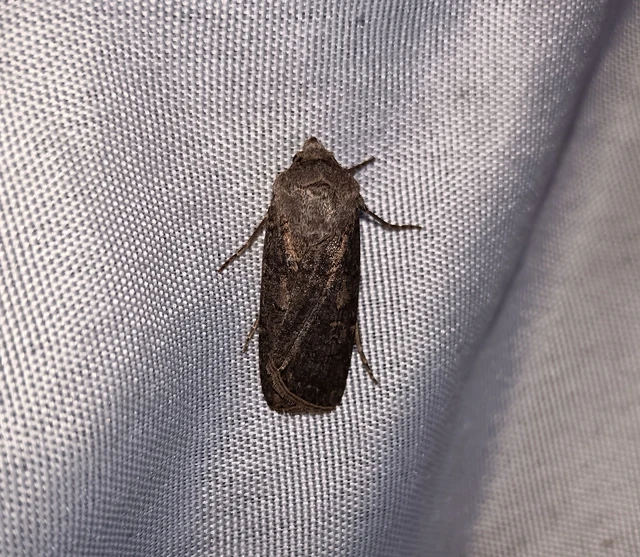 Agrotis segetum - vetési földibagoly