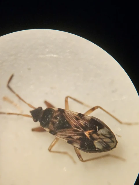 Scolopostethus Scolopostethus