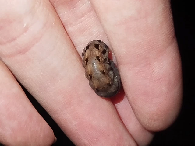 Epilecta linogrisea - karcsú sárgafűbagoly
