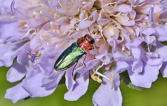 Anthaxia nitidula - ragyogó virágdíszbogár