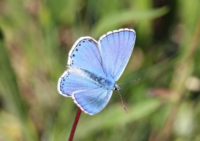 Polyommatus bellargus - égszínű boglárka
