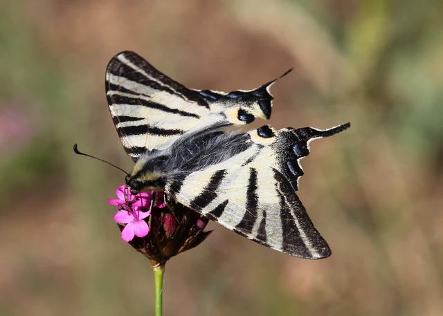 Iphiclides podalirius - kardoslepke