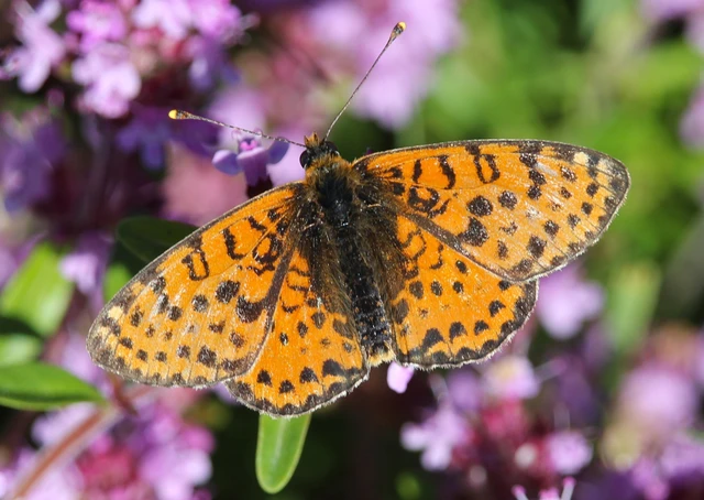 Melitaea didyma - tüzes tarkalepke