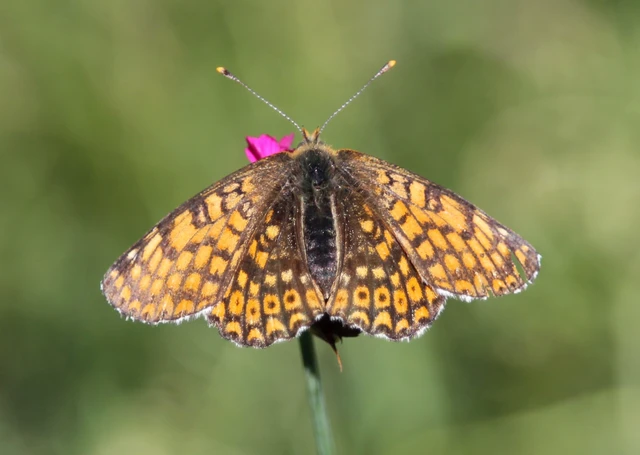 Melitaea cinxia - réti tarkalepke