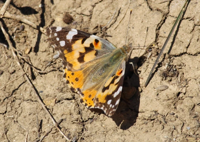 Vanessa cardui - bogáncslepke