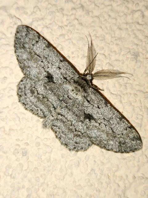 Hypomecis roboraria - nagy tölgyfaaraszoló