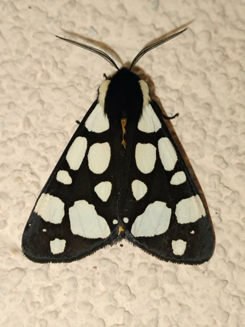 Arctia villica - fekete medvelepke