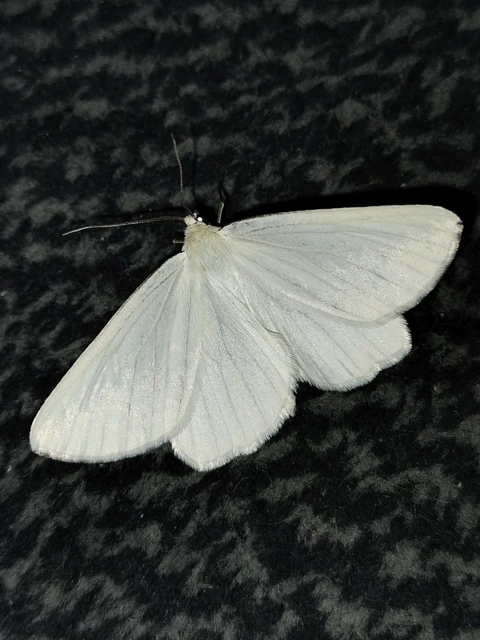 Siona lineata - vonalas fehéraraszoló