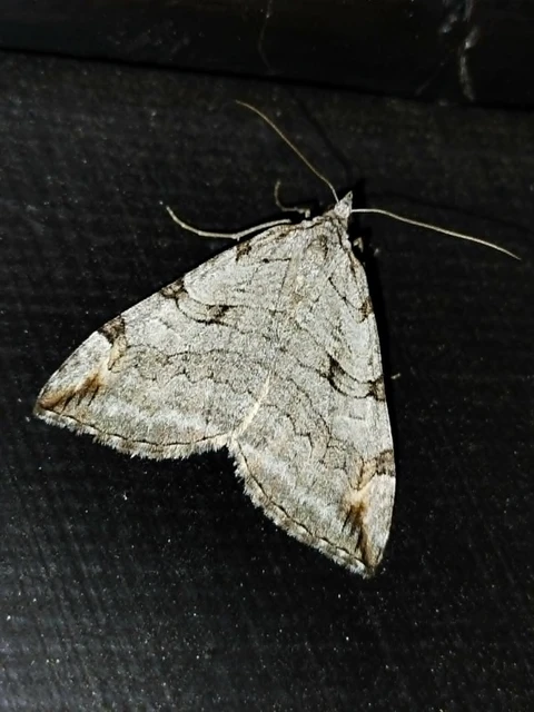 Aplocera efformata/plagiata