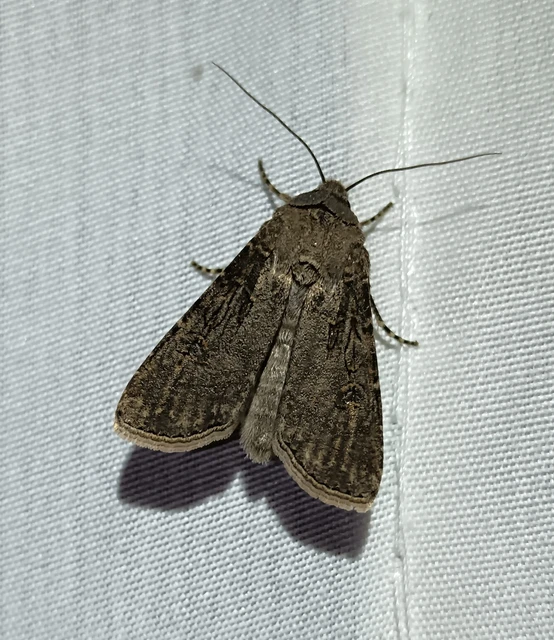 Agrotis segetum - vetési földibagoly