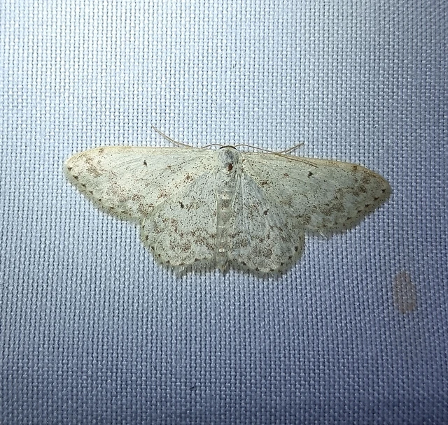 Scopula marginepunctata - pettyes sávosaraszoló