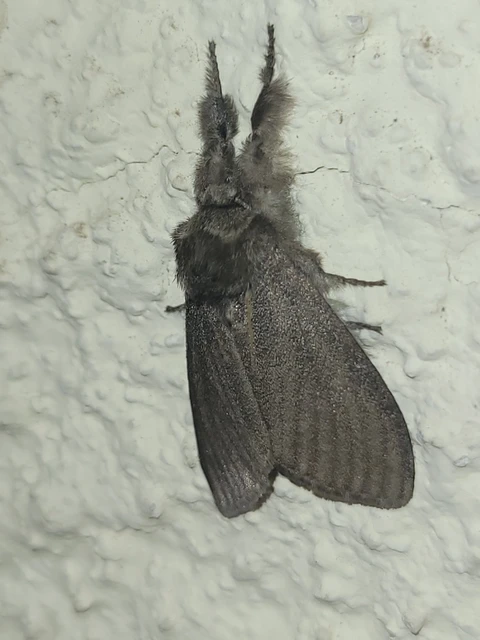 Calliteara pudibunda - hamvasszövő