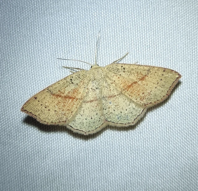 Cyclophora punctaria - sávos pettyesaraszoló