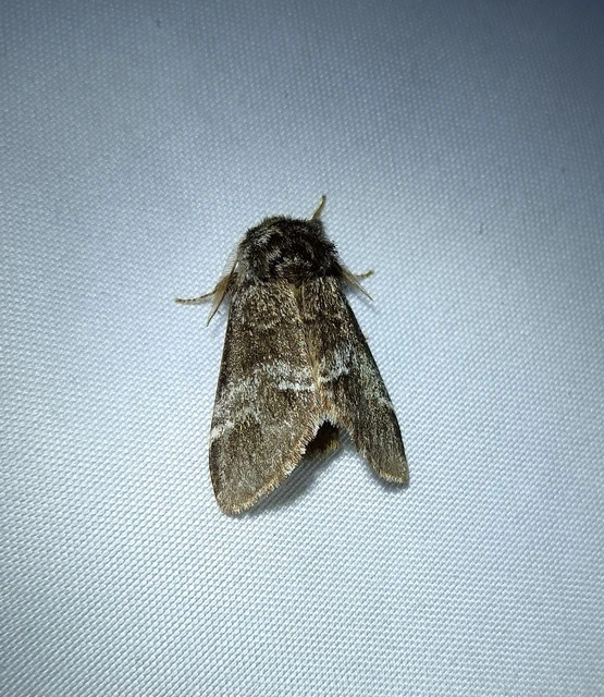 Drymonia dodonea - bélyeges púposszövő