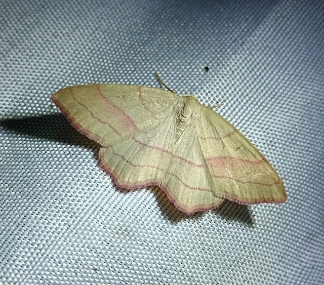 Rhodostrophia vibicaria - pirosszélű araszoló