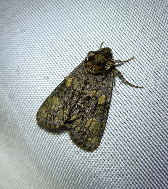 Craniophora ligustri - fagyalbagoly